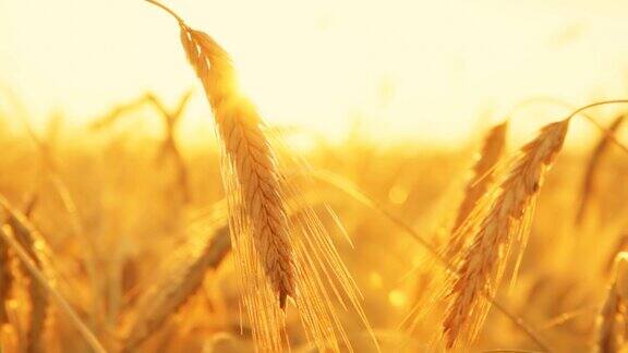 农田里成熟的小麦
