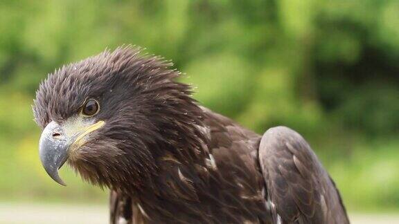 头部和羽毛为棕色的青春期秃鹰