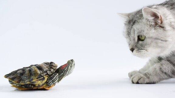 一只虎斑猫在白色背景上嗅着一只乌龟