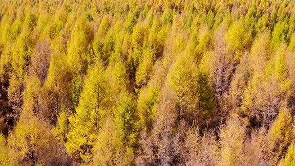 秋天鸟瞰多彩的森林无人机在松林上空飞行