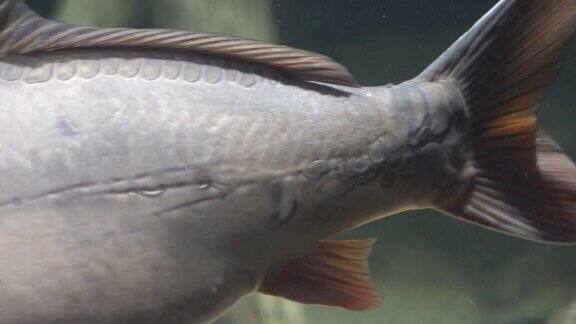 鲤鱼漂浮在水族馆的水下