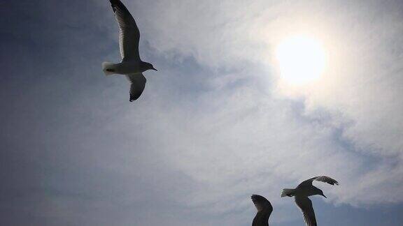 韩国釜山蓝天白云背景下海鸥在自由的氛围中飞翔