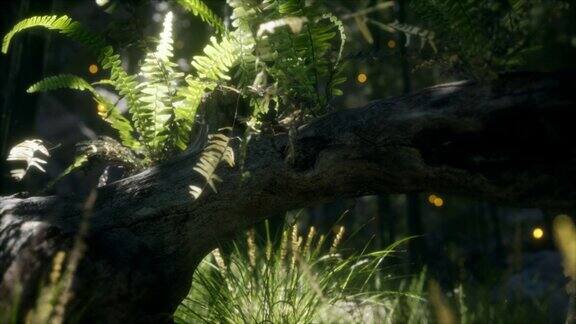 水平弯曲的树干蕨类植物生长阳光照耀