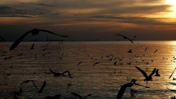 日落时分鸟儿在海上飞翔