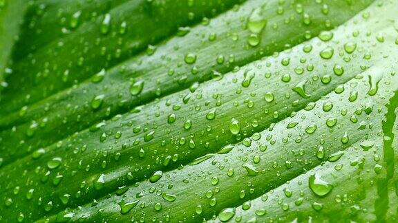 慢镜头水滴在植物叶子上