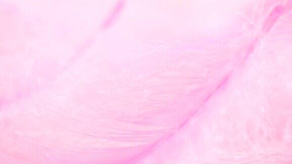 非常接近柔软的粉色羽毛梦幻柔软新鲜和浪漫4KDci分辨率
