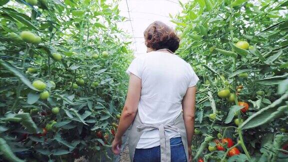 年轻女子检查番茄产量