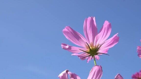 宇宙花丛中粉红的小花随风摇曳大自然的花朵