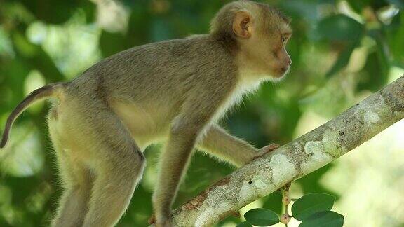 小猴子生活在泰国Khaoyai国家公园的天然林里慢镜头