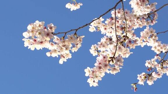 4k:樱花树和蓝天