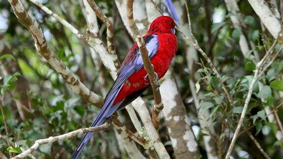 澳大利亚的深红色玫瑰鹦鹉
