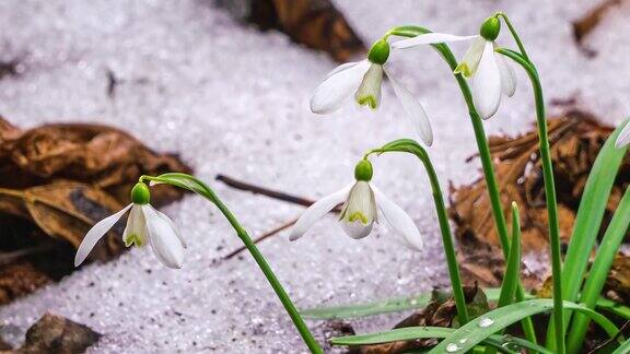 森林公园春日里雪莲花盛开雪迅速融化