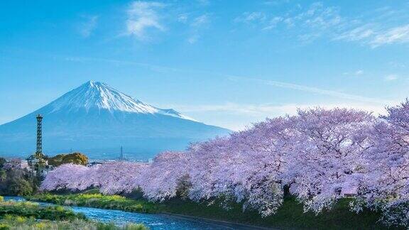 美丽的春天樱花和日本静冈县的富士山