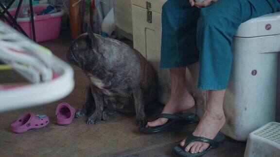 可爱的黑色法国斗牛犬喜欢被抚摸旁边的高级女人泰国