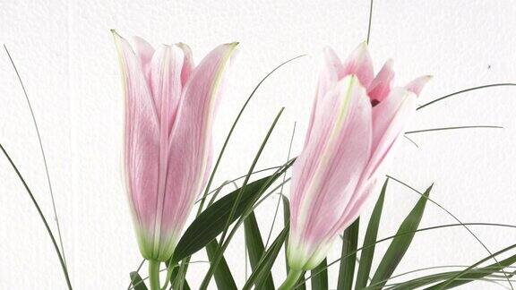 花束-百合孤立在白色背景上的粉红色百合花束
