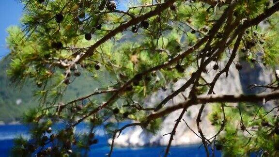 松树与蓝色的海洋背景土耳其