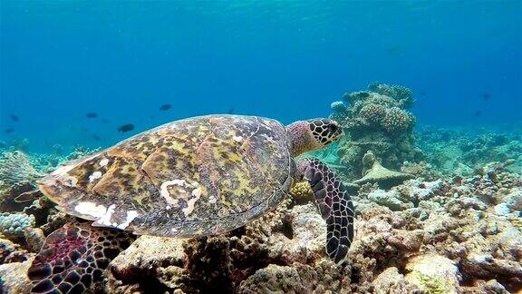 海龟在珊瑚礁上游泳-马尔代夫