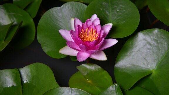 粉红睡莲在池塘里开放的延时池塘里美丽的粉色睡莲还有绿色的叶子水面上漂浮着倒影的睡莲
