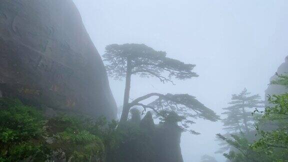 中国安徽黄山松树在雨中