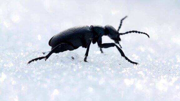 美国油甲虫(水泡甲虫)在春天的雪地上行走近距离观察野生水疱甲虫