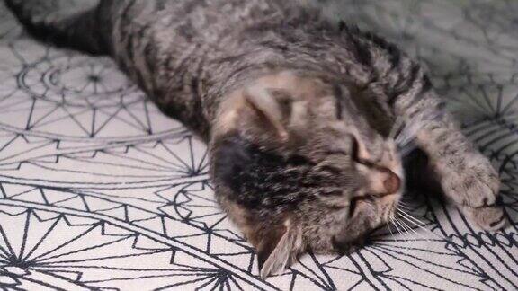 一个可爱有趣的灰色虎斑猫的肖像躺在地板上