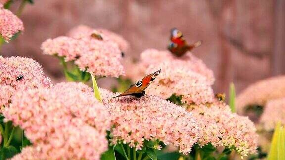 蝴蝶在粉红色的花园花朵上飞舞