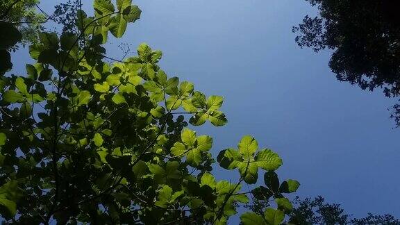 树叶树枝与天空