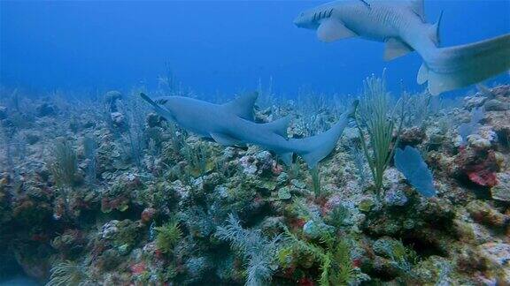 在加勒比海色彩斑斓的珊瑚礁上与护士鲨鱼潜水-伯利兹堡礁龙涎香礁