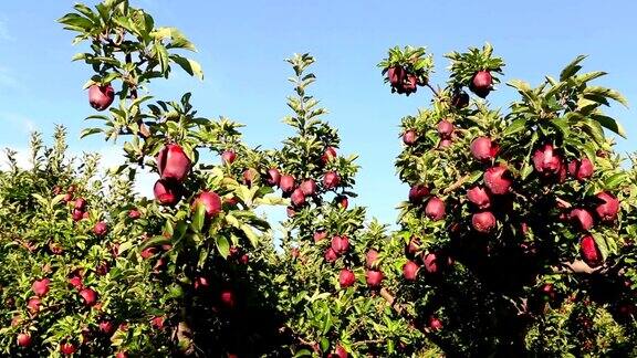 红香苹果园
