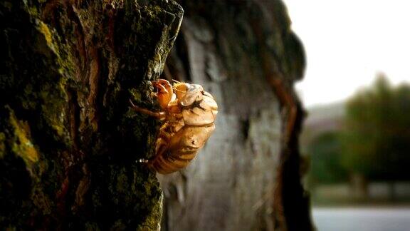 一只蝉壳栖息在郊区的一棵树上