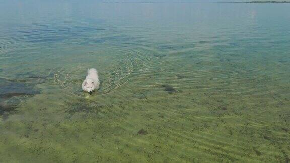 可爱的大型白色极地萨摩耶狗在海里散步