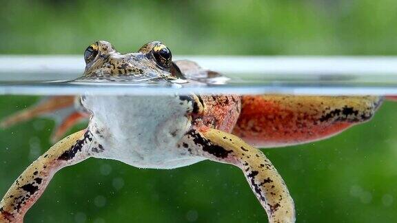 水下树蛙的特写