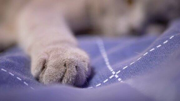 正在睡觉的英国家猫的大灰长爪伸开躺在床上