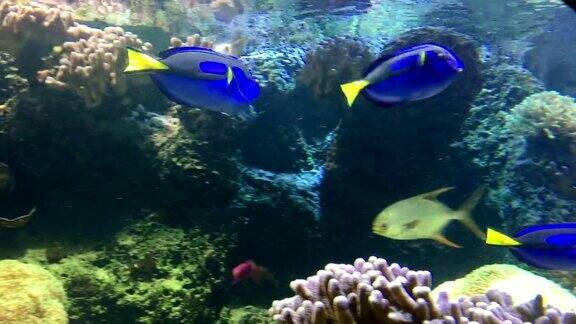 热带鱼水族馆