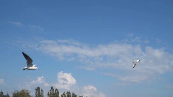缓慢的运动海鸥在云天的背景下飞翔