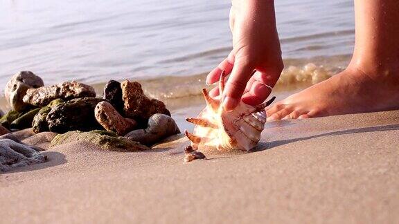 海浪浸湿了沙子和贝壳