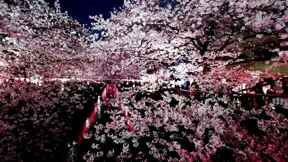 傍晚的樱桃树