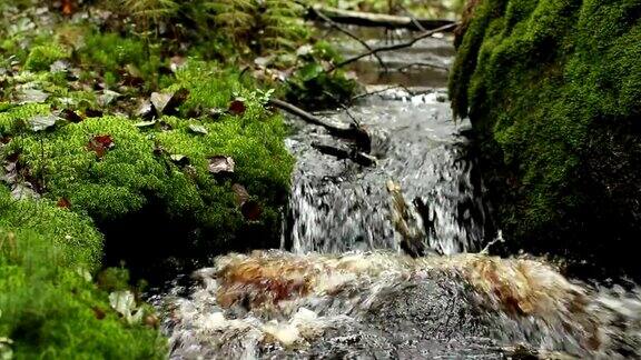 绿色雨林中的瀑布