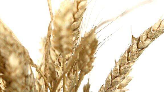 成熟的小麦穗上呈白色贴近轮转