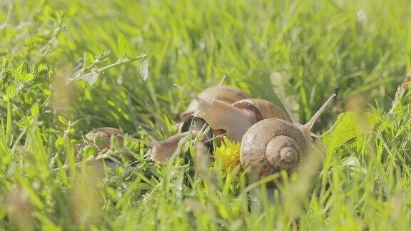 花园里的蜗牛自然栖息地的蜗牛蜗牛的农场草地上有蜗牛日益增长的蜗牛