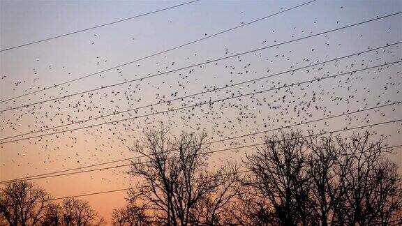 慢镜头:令人惊叹的一大群黑鸟在夕阳的映衬下飞翔