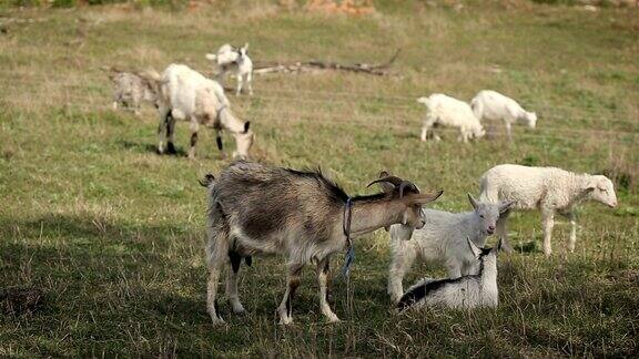 在田野里吃草的一群家养山羊