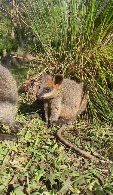 两个沼泽小袋鼠在草地上的特写视频一个妈妈一个小乔伊绿色的草地和周围的植物澳大利亚昆士兰黄金海岸