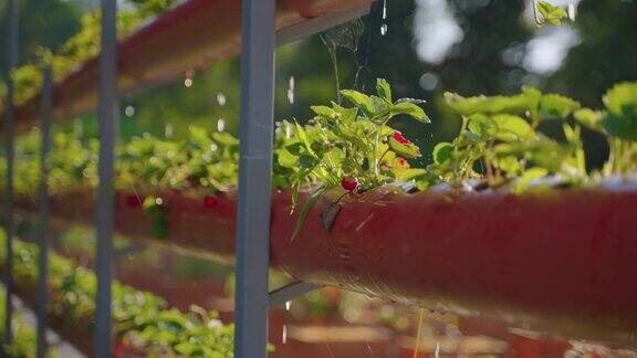 有机温室草莓灌丛浇水自动化灌溉系统水培