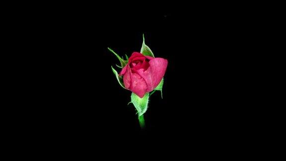 美丽的开幕红玫瑰在黑色背景盛开的粉红玫瑰花瓣开放时间流逝特写节日爱情生日芽特写镜头微距4K超高清视频延时