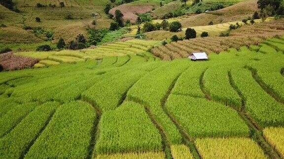 鸟瞰山上的稻田