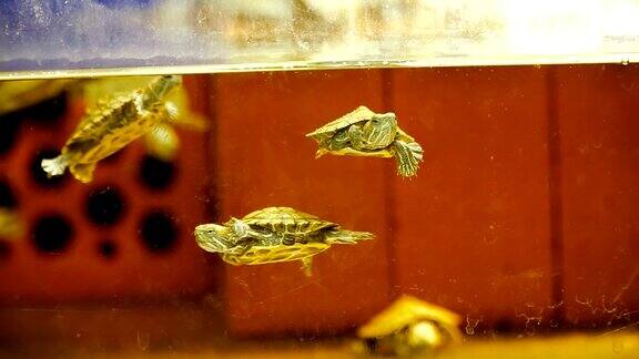 水族馆小海龟在水族馆里游泳