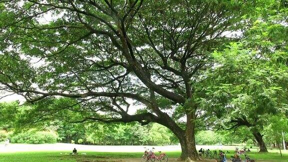 公园里的树