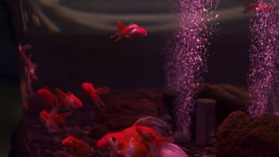 水族馆里的一群金鱼