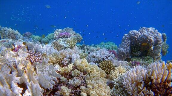 埃及的拉哈米湾美丽的珊瑚礁上有海洋生物和许多热带鱼